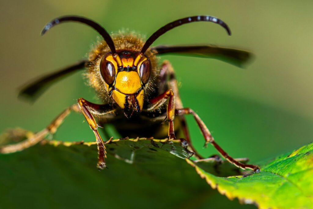 frelon vu de près