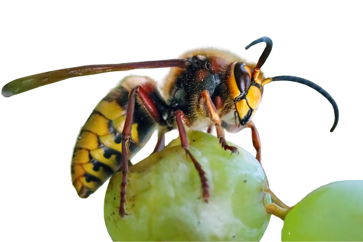 Piège à frelon